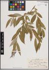 Foto von Salix excelsa S. G. Gmel.